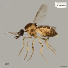 Ceratopogonidae sp. "ZRCBDP0021625" • © Maimon Hussin • All Rights Reserved