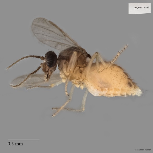 Ceratopogonidae sp. "ZRCBDP0025149" • © Maimon Hussin • All Rights Reserved