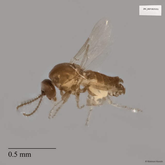 Ceratopogonidae sp. "ZRCBDP0025151" • © Maimon Hussin • All Rights Reserved