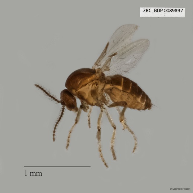 Ceratopogonidae sp. "ZRCBDP0025337" • © Maimon Hussin • All Rights Reserved