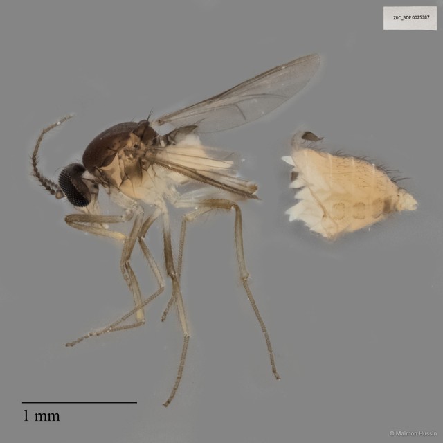 Ceratopogonidae sp. "ZRCBDP0025387" • © Maimon Hussin • All Rights Reserved