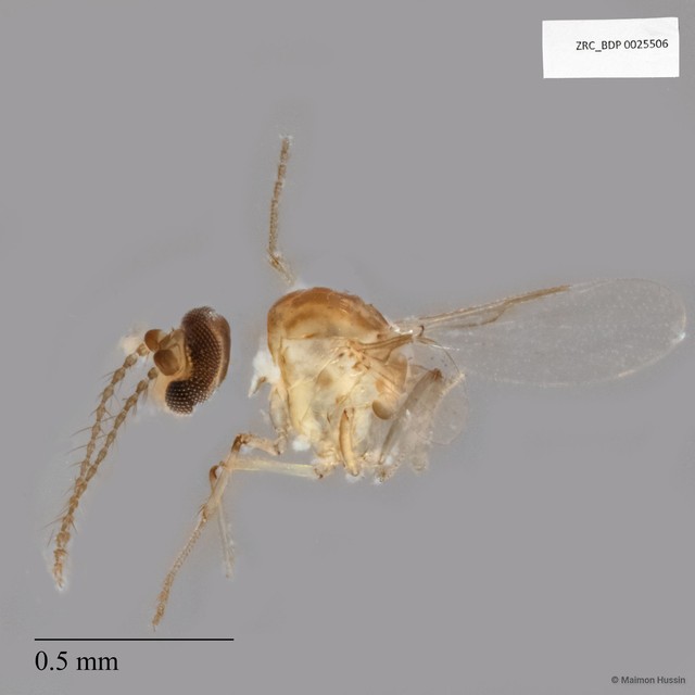 Ceratopogonidae sp. "ZRCBDP0025506" • © Maimon Hussin • All Rights Reserved
