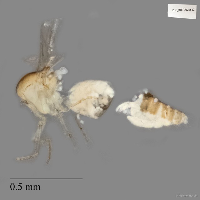 Ceratopogonidae sp. "ZRCBDP0025512" • © Maimon Hussin • All Rights Reserved