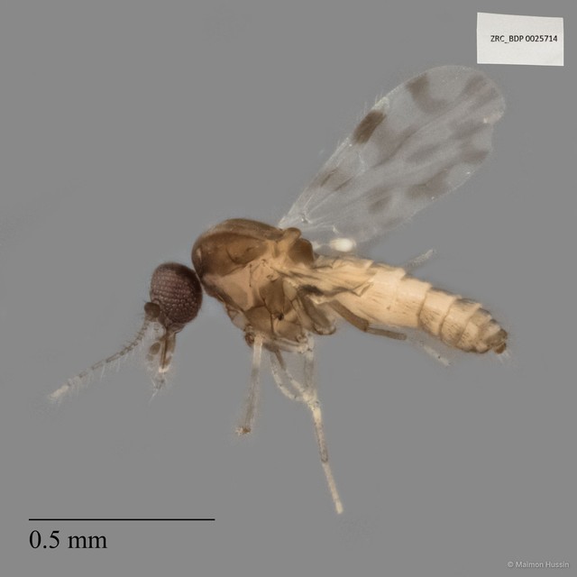 Ceratopogonidae sp. "ZRCBDP0025714" • © Maimon Hussin • All Rights Reserved