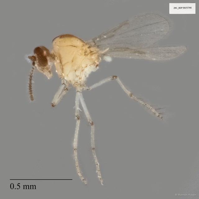 Ceratopogonidae sp. "ZRCBDP0025746" • © Maimon Hussin • All Rights Reserved