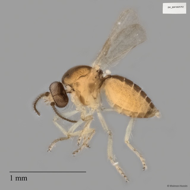 Ceratopogonidae sp. "ZRCBDP0025752" • © Maimon Hussin • All Rights Reserved