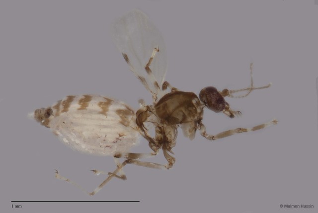 Ceratopogonidae sp. "ZRCBDP0048078" • © Maimon Hussin • All Rights Reserved