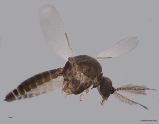 Ceratopogonidae sp. "ZRCBDP0048289" • © Maimon Hussin • All Rights Reserved