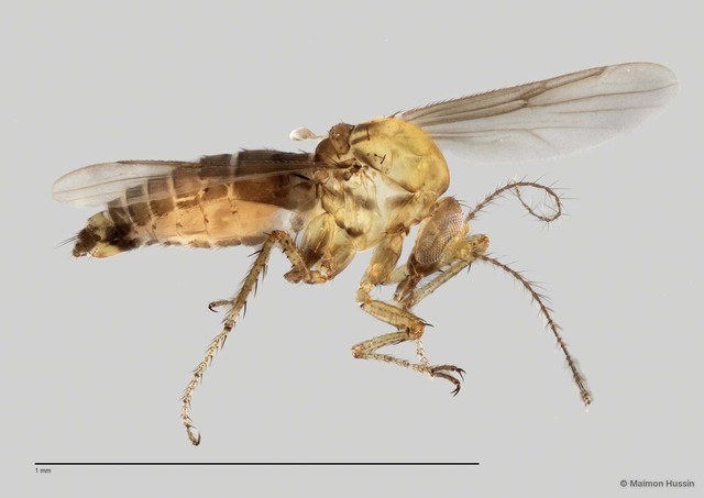 Ceratopogonidae sp. "ZRCBDP0049114" • © Maimon Hussin • All Rights Reserved