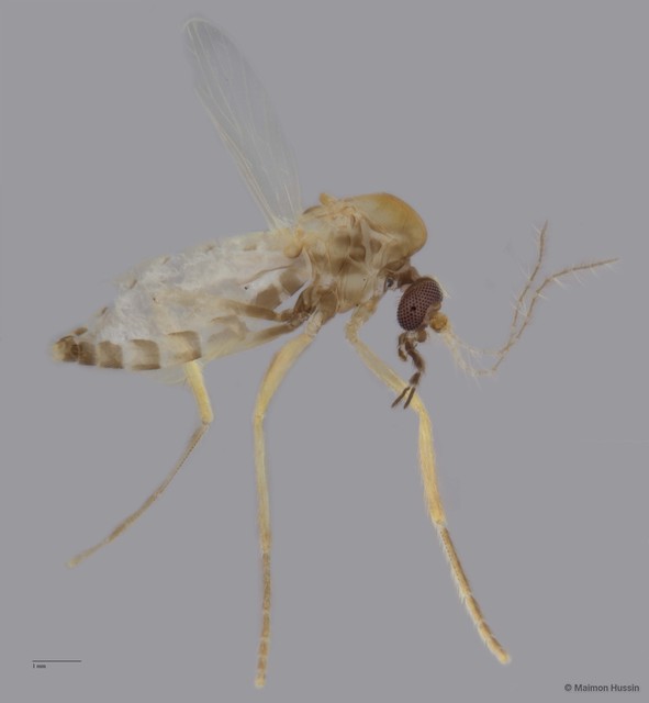 Ceratopogonidae sp. "ZRCBDP0049215" • © Maimon Hussin • All Rights Reserved