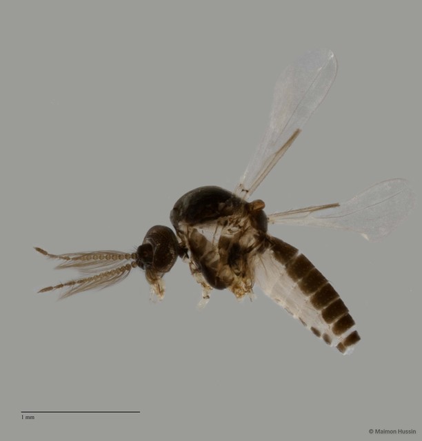 Ceratopogonidae sp. "ZRCBDP0049289" • © Maimon Hussin • All Rights Reserved