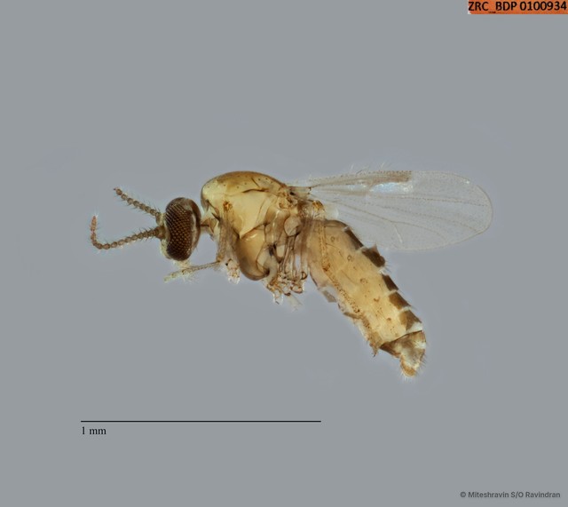 Ceratopogonidae sp. "ZRCBDP0089506" • © Miteshravin S/O Ravindran • All Rights Reserved