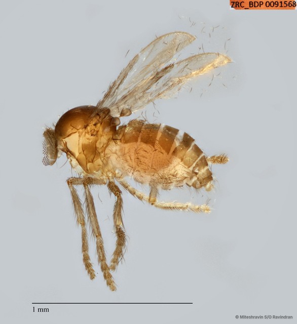 Ceratopogonidae sp. "ZRCBDP0091568" • © Miteshravin S/O Ravindran • All Rights Reserved