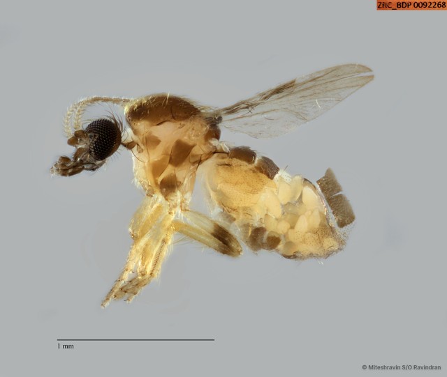 Ceratopogonidae sp. "ZRCBDP0092268" • © Miteshravin S/O Ravindran • All Rights Reserved