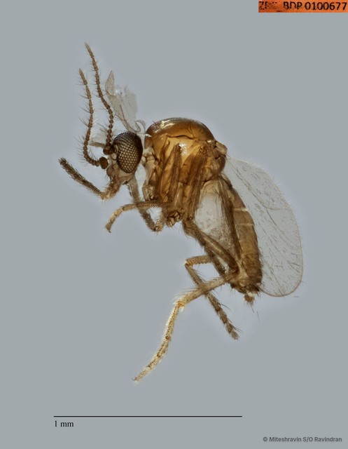 Ceratopogonidae sp. "ZRCBDP0100677" • © Miteshravin S/O Ravindran • All Rights Reserved
