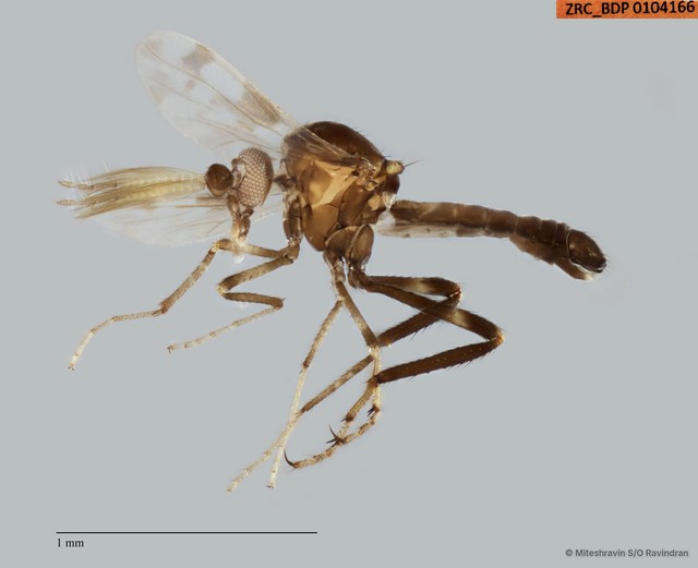 Ceratopogonidae sp. "ZRCBDP0100880" • © Miteshravin S/O Ravindran • All Rights Reserved