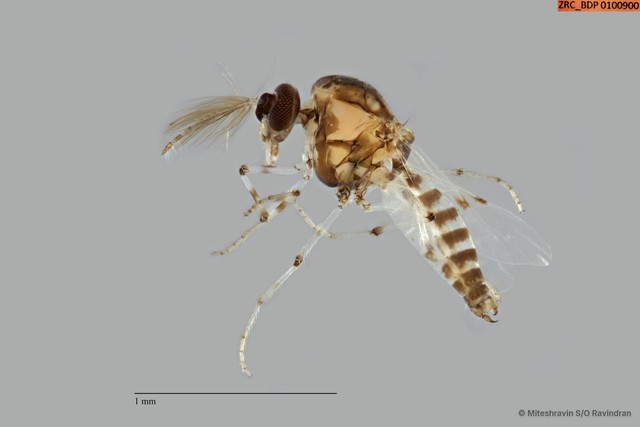 Ceratopogonidae sp. "ZRCBDP0100900" • © Miteshravin S/O Ravindran • All Rights Reserved