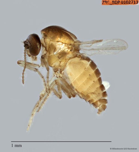 Ceratopogonidae sp. "ZRCBDP0100901" • © Miteshravin S/O Ravindran • All Rights Reserved