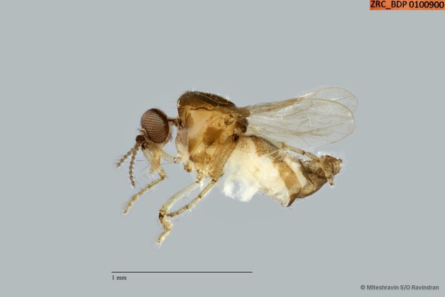 Ceratopogonidae sp. "ZRCBDP0100915" • © Miteshravin S/O Ravindran • All Rights Reserved