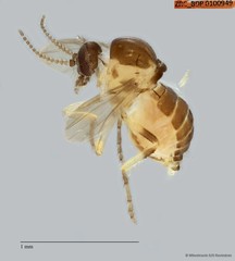 Ceratopogonidae sp. "ZRCBDP0100949"