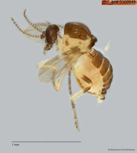 Ceratopogonidae sp. "ZRCBDP0100949" • © Miteshravin S/O Ravindran • All Rights Reserved