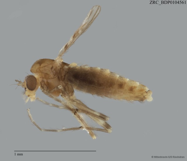 Ceratopogonidae sp. "ZRCBDP0101498" • © Miteshravin S/O Ravindran • All Rights Reserved