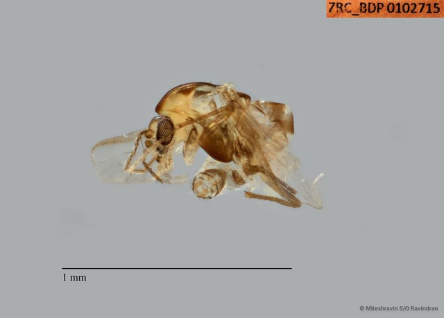 Ceratopogonidae sp. "ZRCBDP0102715" • © Miteshravin S/O Ravindran • All Rights Reserved