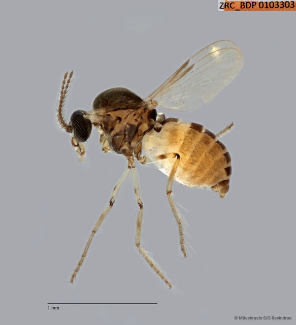 Ceratopogonidae sp. "ZRCBDP0103303" • © Miteshravin S/O Ravindran • All Rights Reserved