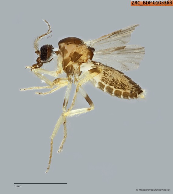 Ceratopogonidae sp. "ZRCBDP0103363" • © Miteshravin S/O Ravindran • All Rights Reserved