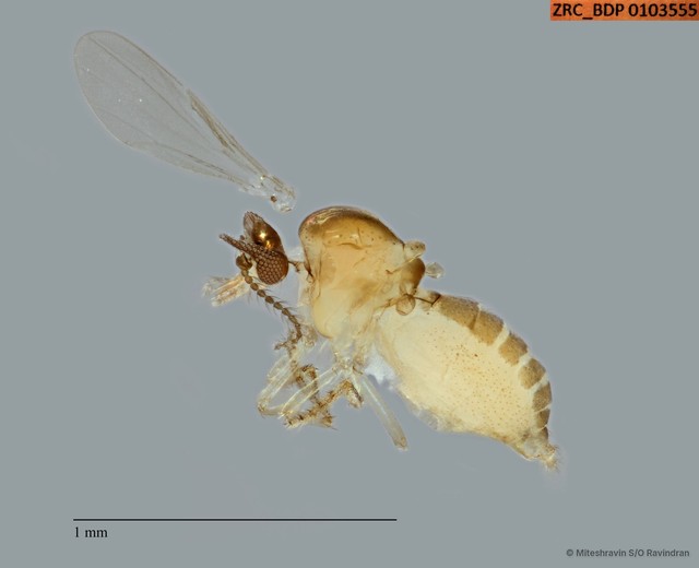 Ceratopogonidae sp. "ZRCBDP0103555" • © Miteshravin S/O Ravindran • All Rights Reserved