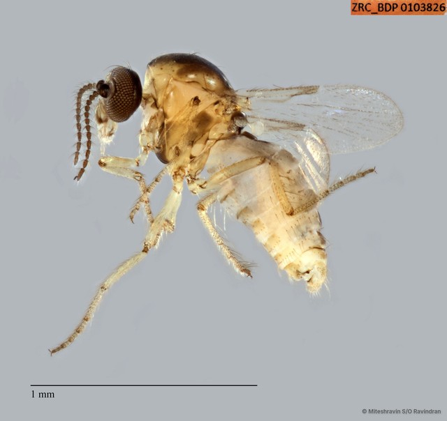 Ceratopogonidae sp. "ZRCBDP0103826" • © Miteshravin S/O Ravindran • All Rights Reserved
