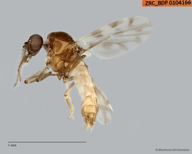 Ceratopogonidae sp. "ZRCBDP0104276" • © Miteshravin S/O Ravindran • All Rights Reserved