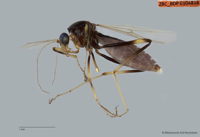 Ceratopogonidae sp. "ZRCBDP0104818" • © Miteshravin S/O Ravindran • All Rights Reserved