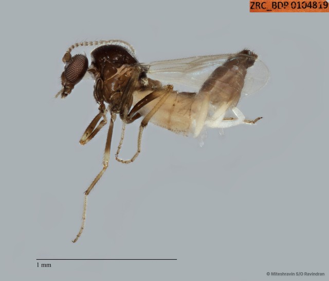 Ceratopogonidae sp. "ZRCBDP0104819" • © Miteshravin S/O Ravindran • All Rights Reserved