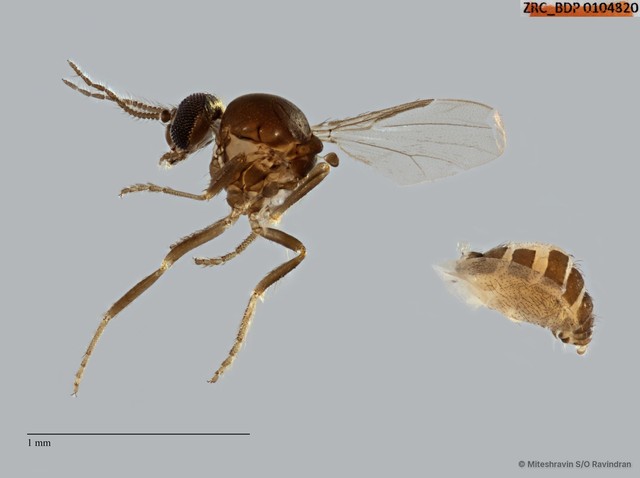 Ceratopogonidae sp. "ZRCBDP0104820" • © Miteshravin S/O Ravindran • All Rights Reserved