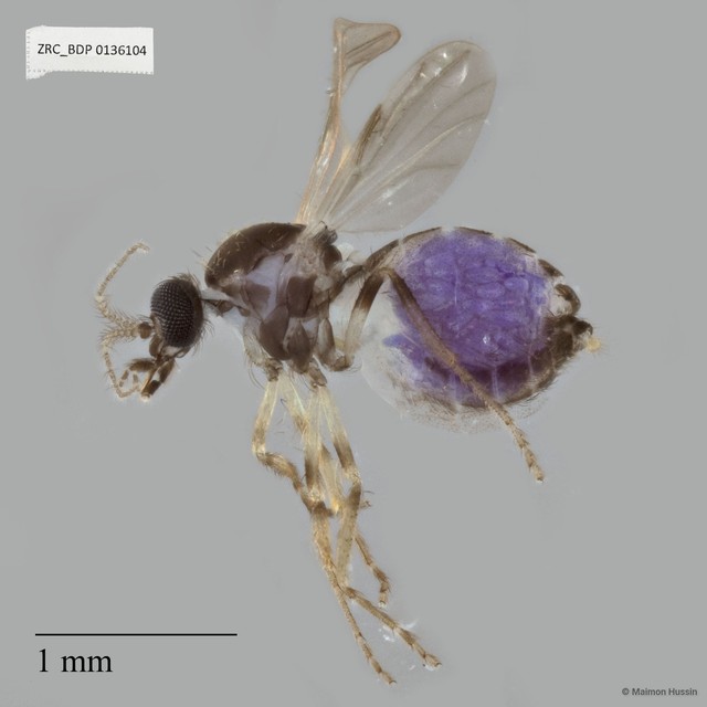 Ceratopogonidae sp. "ZRCBDP0136104" • © Maimon Hussin • All Rights Reserved
