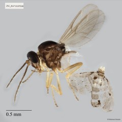 Ceratopogonidae sp. "ZRCBDP0137530"