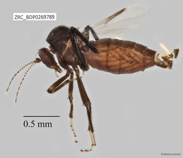 Ceratopogonidae sp. "ZRCBDP0269789" • © Maimon Hussin • All Rights Reserved