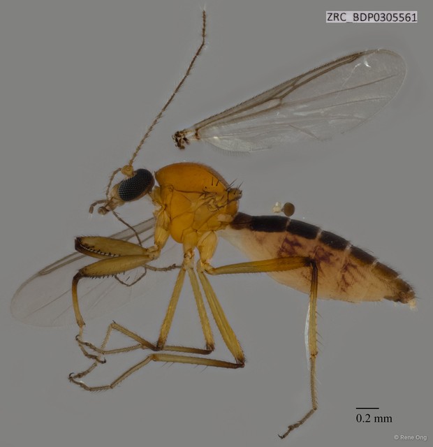 Ceratopogonidae sp. "ZRCBDP0305561" • © Rene Ong • All Rights Reserved
