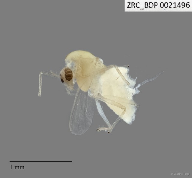 Chironomidae sp. "2298" • © Sabrina Tang • All Rights Reserved
