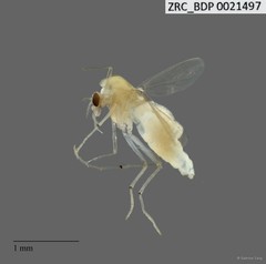 Chironomidae sp. "2298" • © Sabrina Tang • All Rights Reserved