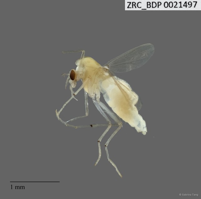 Chironomidae sp. "2298"