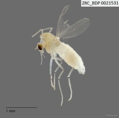 Chironomidae sp. "2298" • © Sabrina Tang • All Rights Reserved