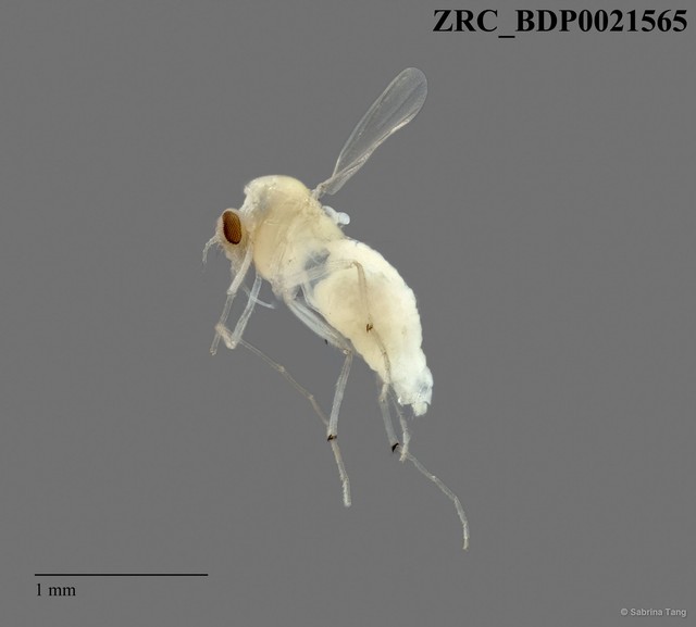 Chironomidae sp. "2298"