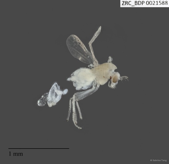 Chironomidae sp. "246" • © Sabrina Tang • All Rights Reserved