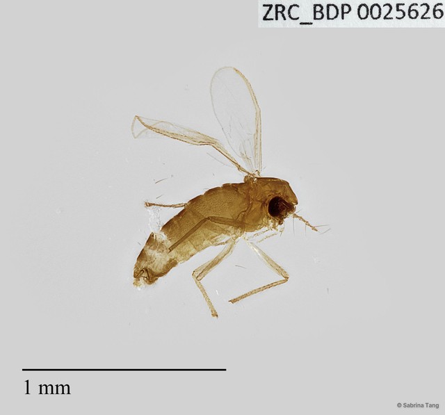 Chironomidae sp. "2593" • © Sabrina Tang • All Rights Reserved