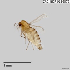 Chironomidae sp. "2593" • © Sabrina Tang • All Rights Reserved