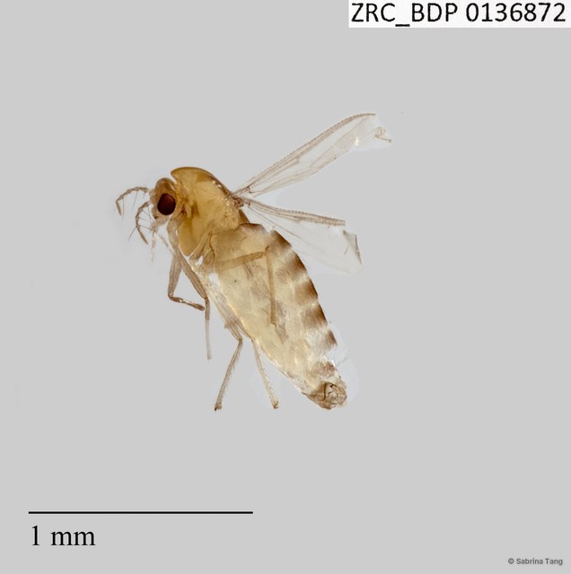 Chironomidae sp. "2593"