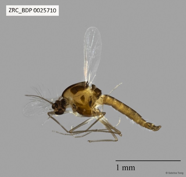 Chironomidae sp. "519" • © Sabrina Tang • All Rights Reserved
