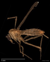 Chironomidae sp. "CL001" • © Bilgenur Baloğlu • All Rights Reserved